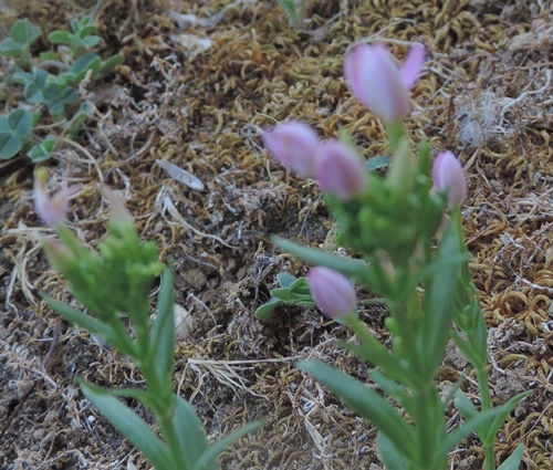 dal mio giardino - Centaurium erythraea